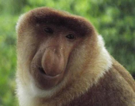 Proboscis Monkey logo