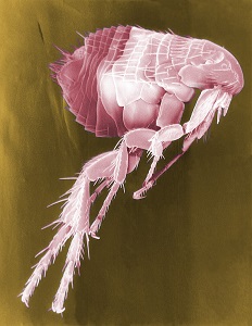 Flea | insect