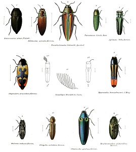 Jewel beetles | insect