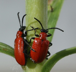 Leaf beetles | insect