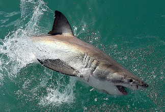 Great White Shark | sea animal