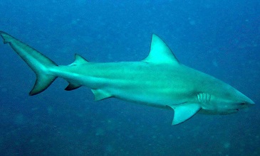 Bull Shark | sea animal