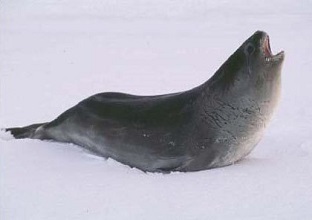Ross Seal | sea animal