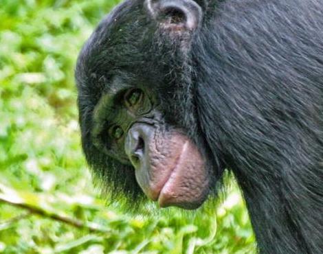 Bonobo logo
