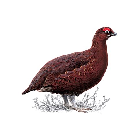 Red grouse logo
