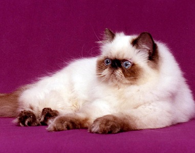 Himalayan or Colorpoint Persian | cat