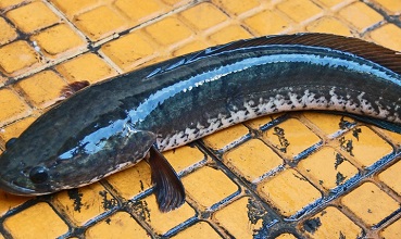 Snakehead murrel fish