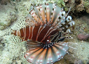 Zebra Turkeyfish | sea animal