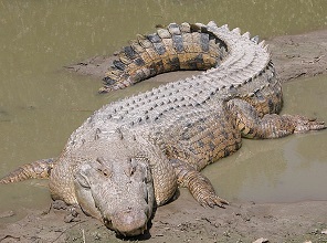 Estuarine Crocodile | sea animal