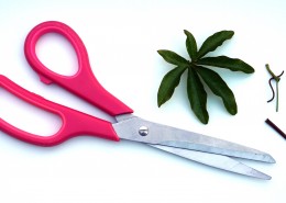 All kinds of scissors