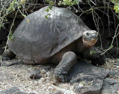Galapagos Tortoise logo