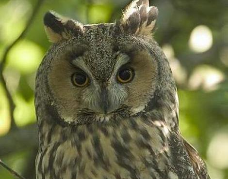 Long-Eared Owl logo