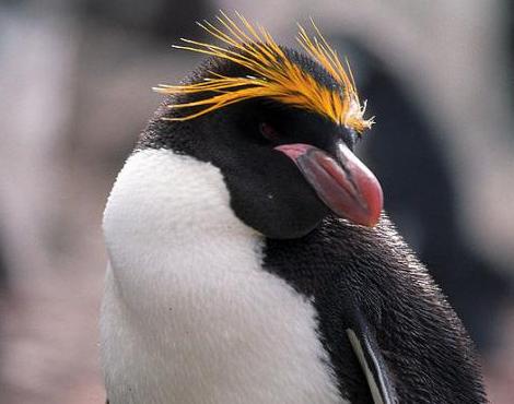 Macaroni Penguin logo