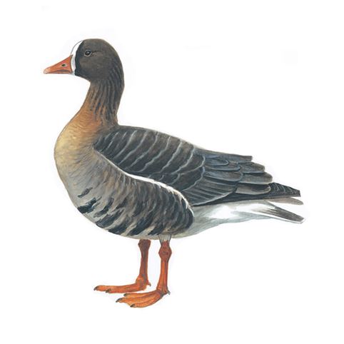 White-fronted goose logo