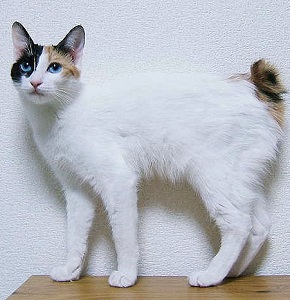 Japanese Bobtail | cat