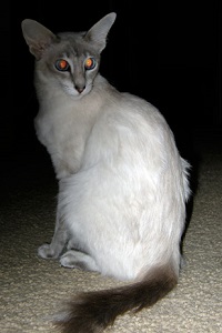 Javanese or Colorpoint Longhair | cat