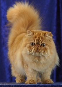 Persian (modern) | cat