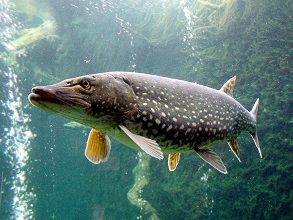Northern pike fish