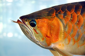 Asian arowana fish