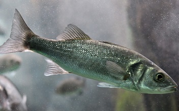 European bass fish