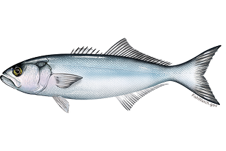 Bluefish fish