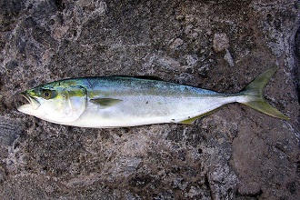 Japanese amberjack fish