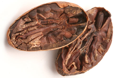 Cocoa Bean