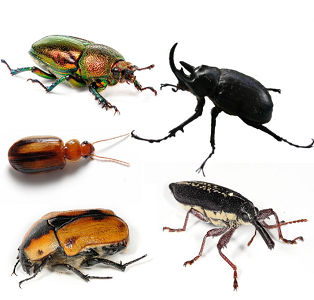 Beetles | insect