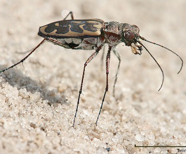 Tiger beetle | insect