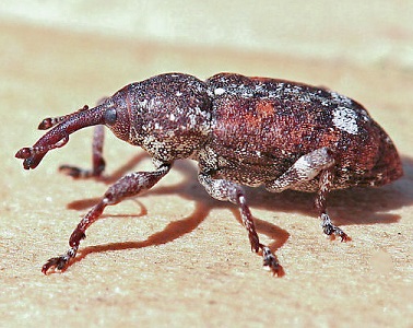 Weevil | insect