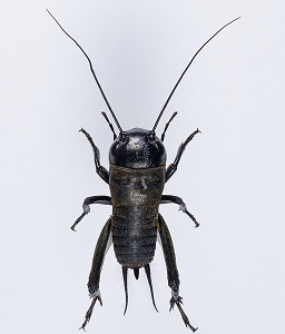 Cricket | insect