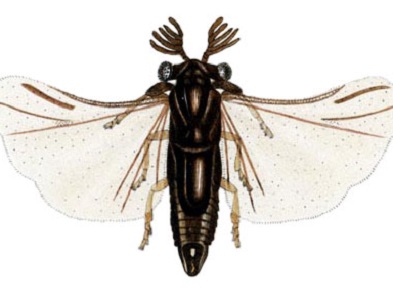Strepsiptera | insect