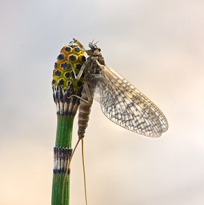 Mayfly | insect