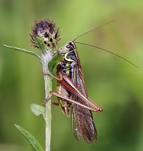 Orthoptera | insect