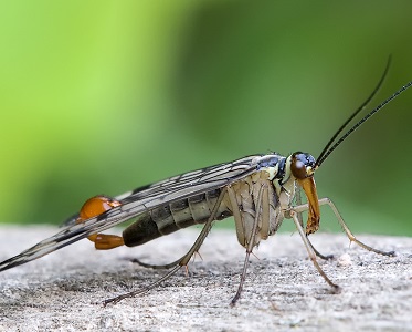 Scorpionflies | insect
