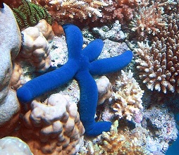 Coral | sea animal