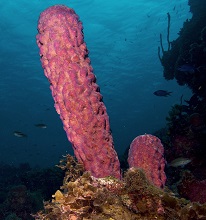 Sponge | sea animal