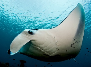 Manta Ray | sea animal