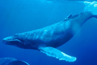 Humpback Whale | sea animal