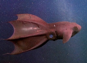 Vampire Squid | sea animal