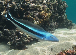 Tilefish | sea animal