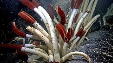 Tube Worms | sea animal