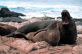Elephant Seal | sea animal