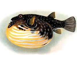Pufferfish | sea animal