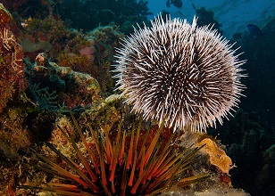 Sea Urchin | sea animal